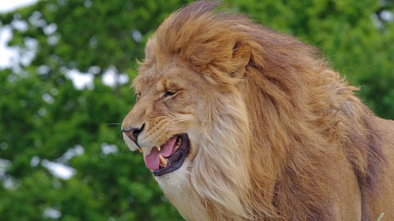 lion, teeth, predator, big cat, king of beasts, 4k