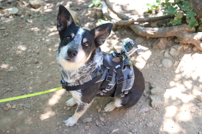 a vested dog tied to a leash sitting on a hiking trail, _dog going hiking 4k