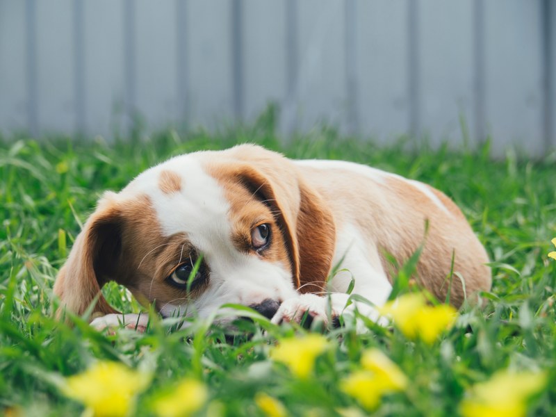 george the beaglier hiding 4k