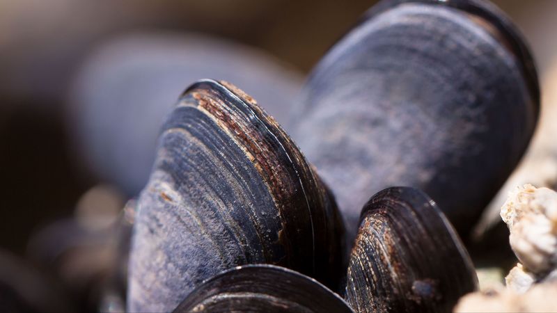 clams, mussels, shell, close-up, 4k