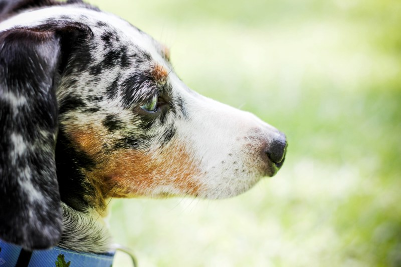 dog dog profile dog portrait and pet 4k