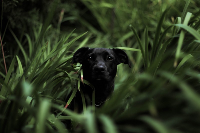 stella lurking 4k