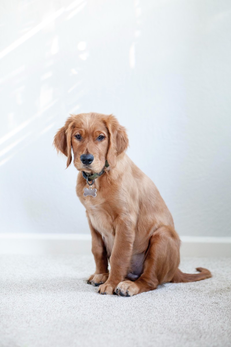 animal pet golden retreiver and dog hd, 4k