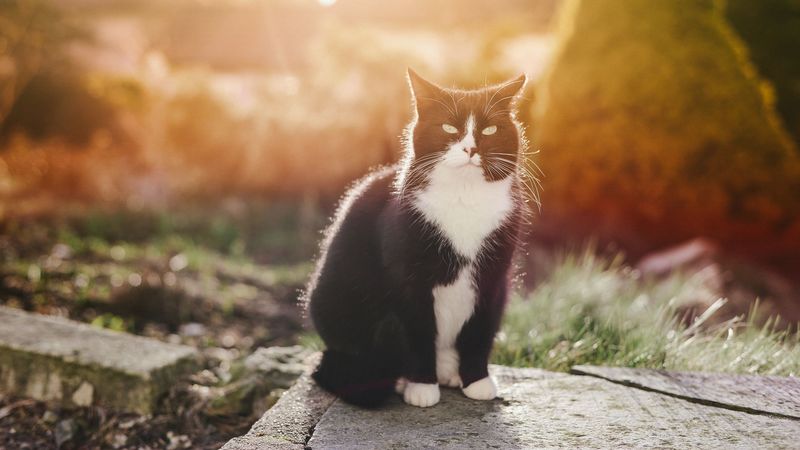 cat, spotted, sunlight, 4k