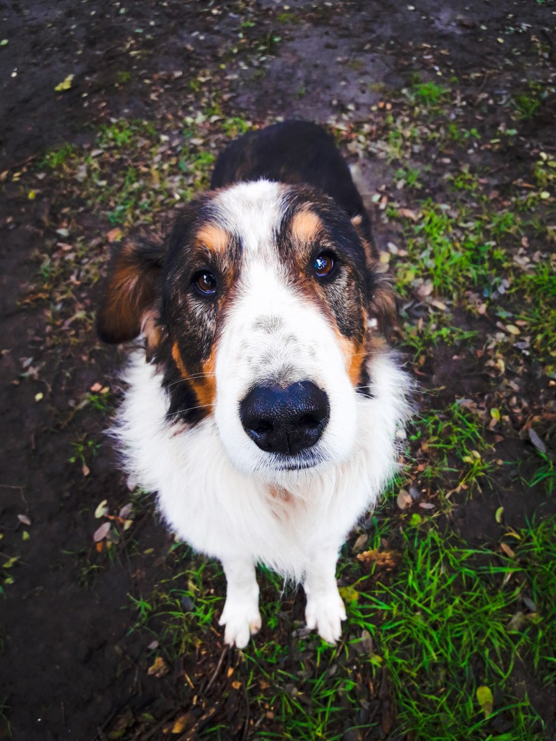 collie shepherd dog entlebucher and greater swiss mountain dog hd, 4k