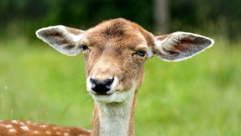 deer, face, eyes, ears, 4k