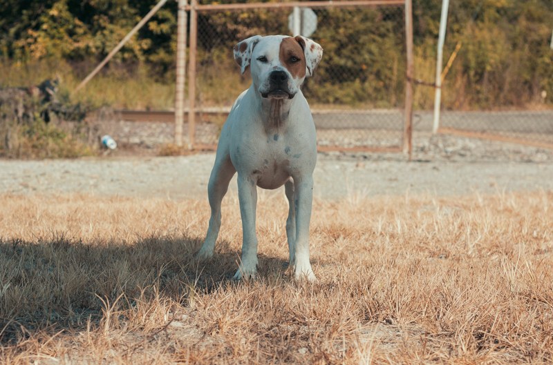 guard dog 4k