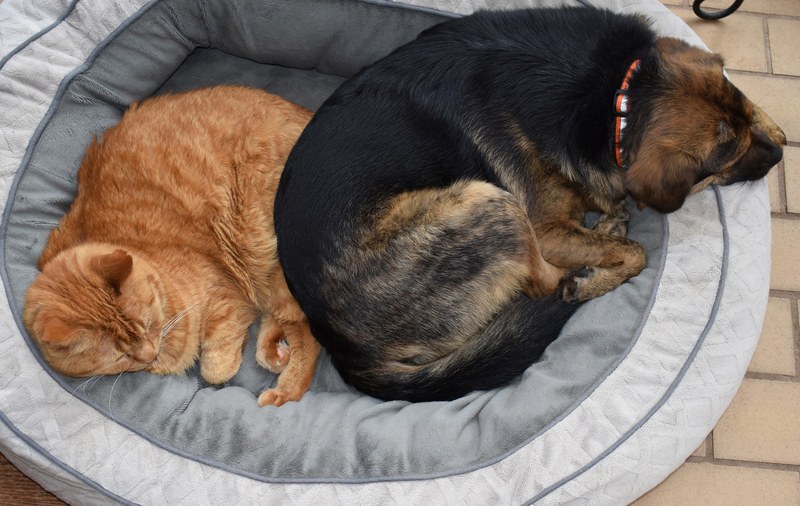 best buds 4k