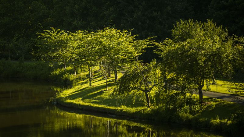 virginia, park, lake, nature, trees, 4k