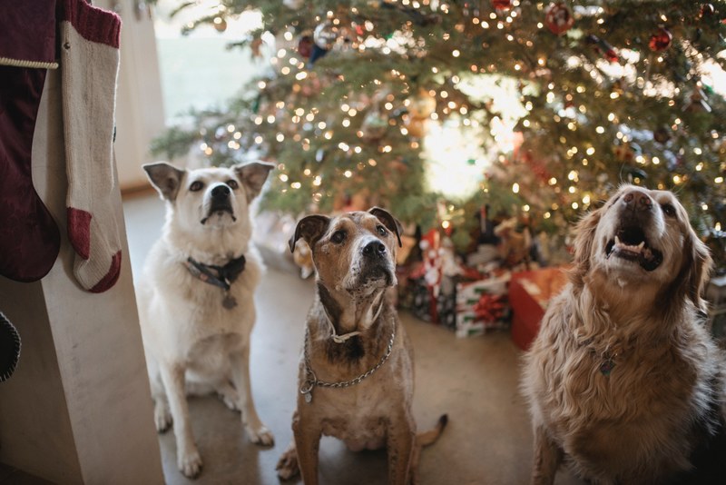 christmas dogs 4k