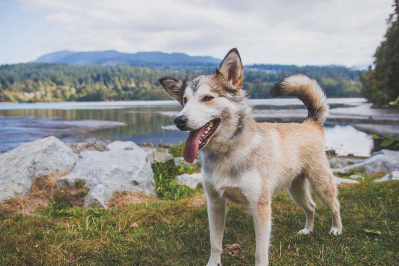 fur pet wild dog and malamute 4k