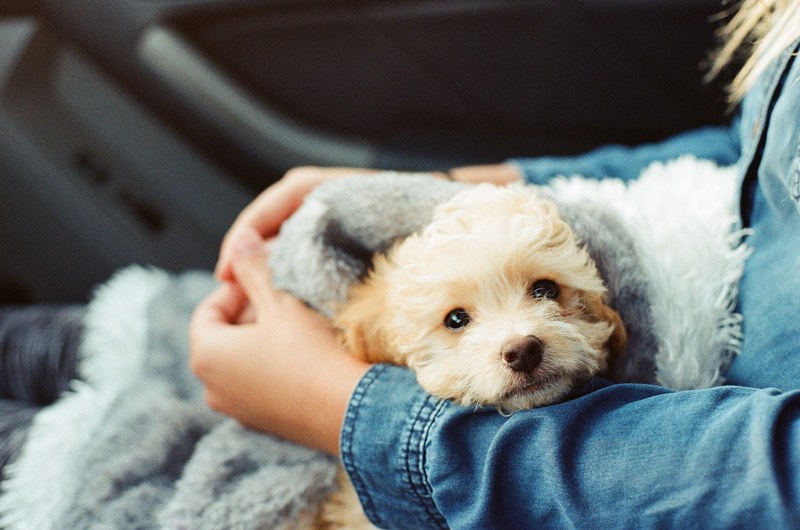 cute fluffy puppy sitting in its owners lap, puppy eyes 4k