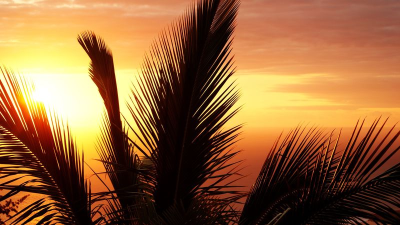 palm tree, branch, sunset, sky, 4k