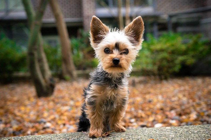 yorkshire terrier autumn fall and teacup 4k