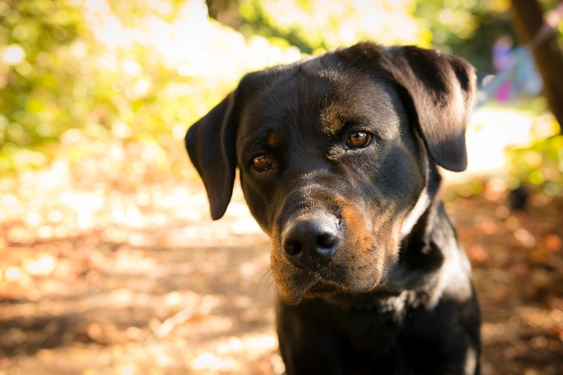 black domestic animal canine and bluetick 4k