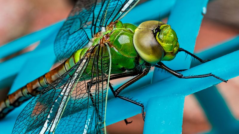 dragonfly, insect, wings, close-up, 4k