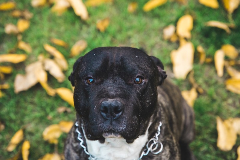 dog pet canine and leaves 4k
