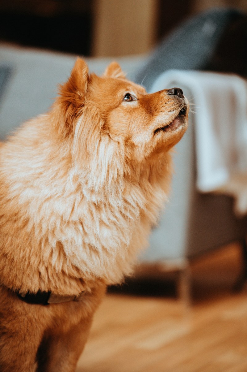 nala 4k