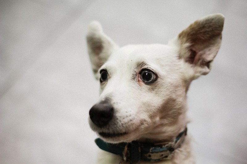 animal pet attention and focu 4k