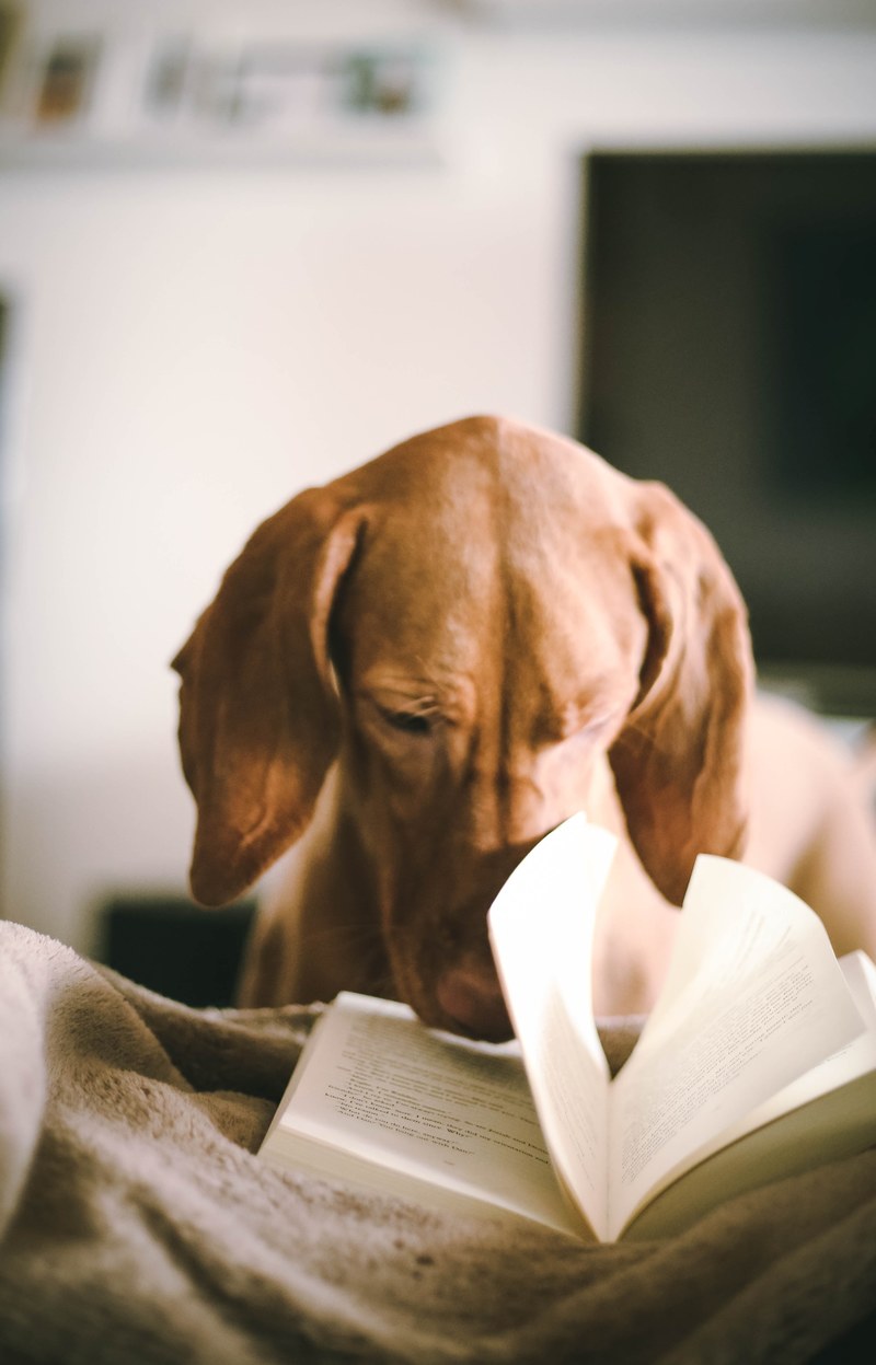 animal vizsla reading and book hd, 4k