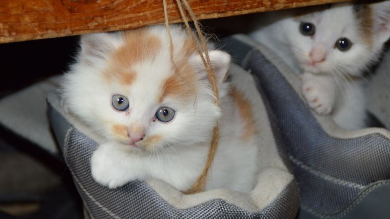 kittens, cats, couple, shoes, hide, 4k