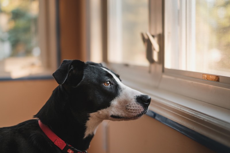 black and white dog with red collar stares out of window from inside a tan room, dog stares out window 4k