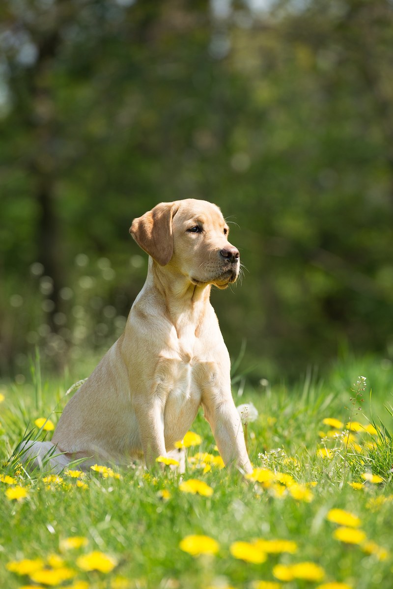 dog canine pet and field hd, 4k