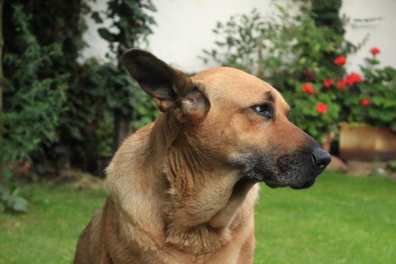 rhodesian ridgeback canine german shepherd and dog 4k