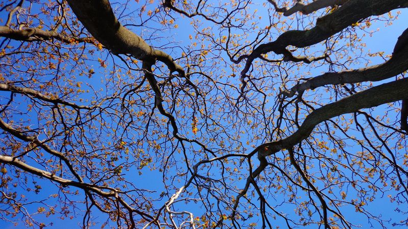 trees, branches, tops, sky, 4k