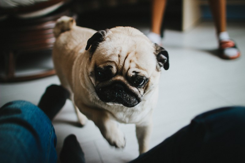 dog animal pug and pet 4k