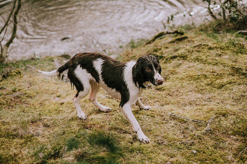 a black and white dog wet from emerging from a rippling pond, wet black and white dog 4k
