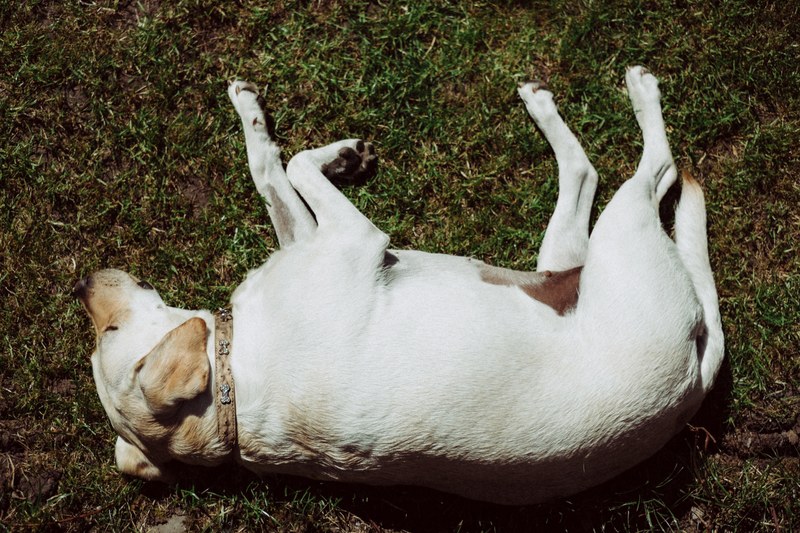 dog animal labrador and hound 4k