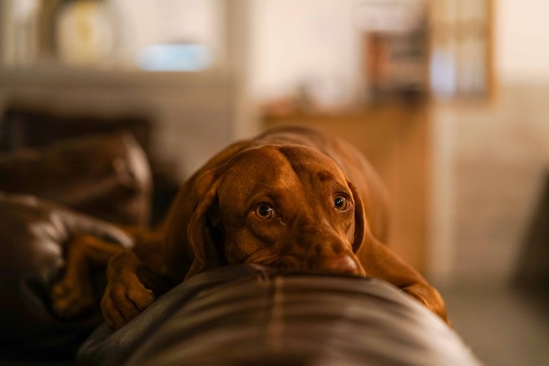 sad lazy animal and couch 4k