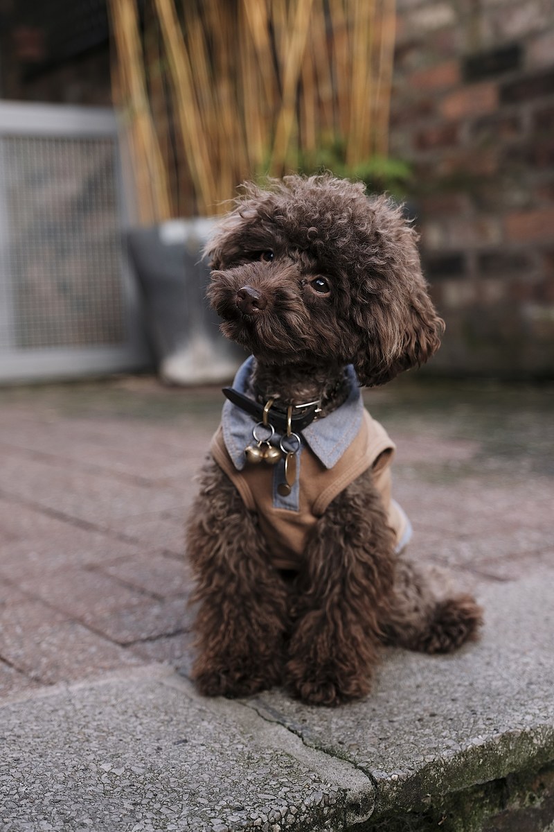 portrait of a poodle 4k