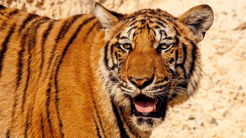 tiger, face, predator, big cat, 4k