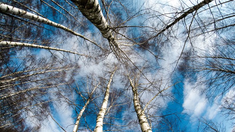 trees, sky, tops, 4k