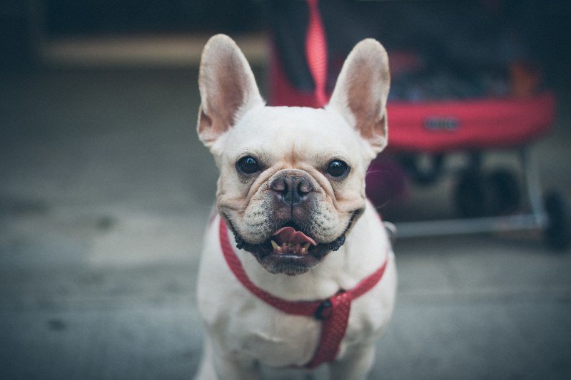 ear pet puppy and bulldog 4k