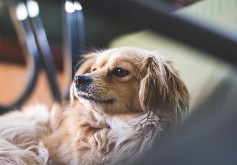 dog animal small dog and canine 4k