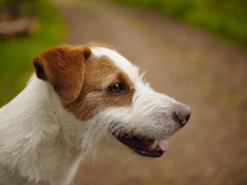 a jack russel terrier looking out into a field, jack russel terrier 4k