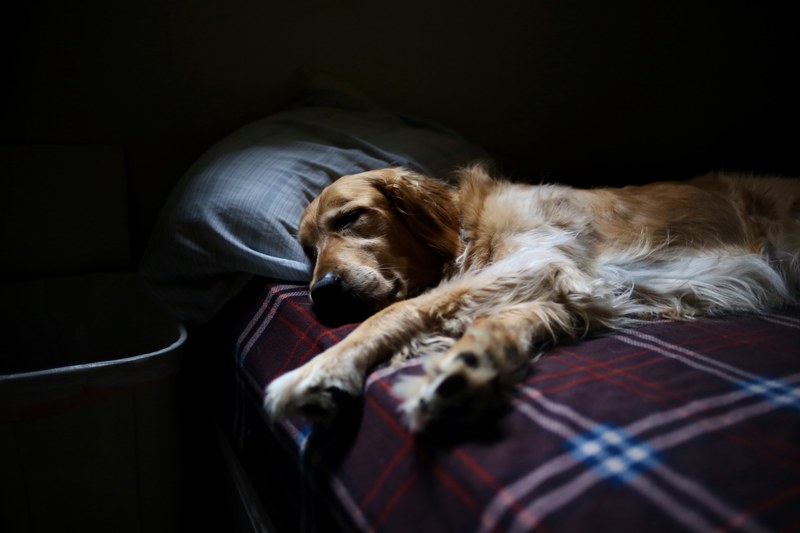dog sleep bed and pillow 4k