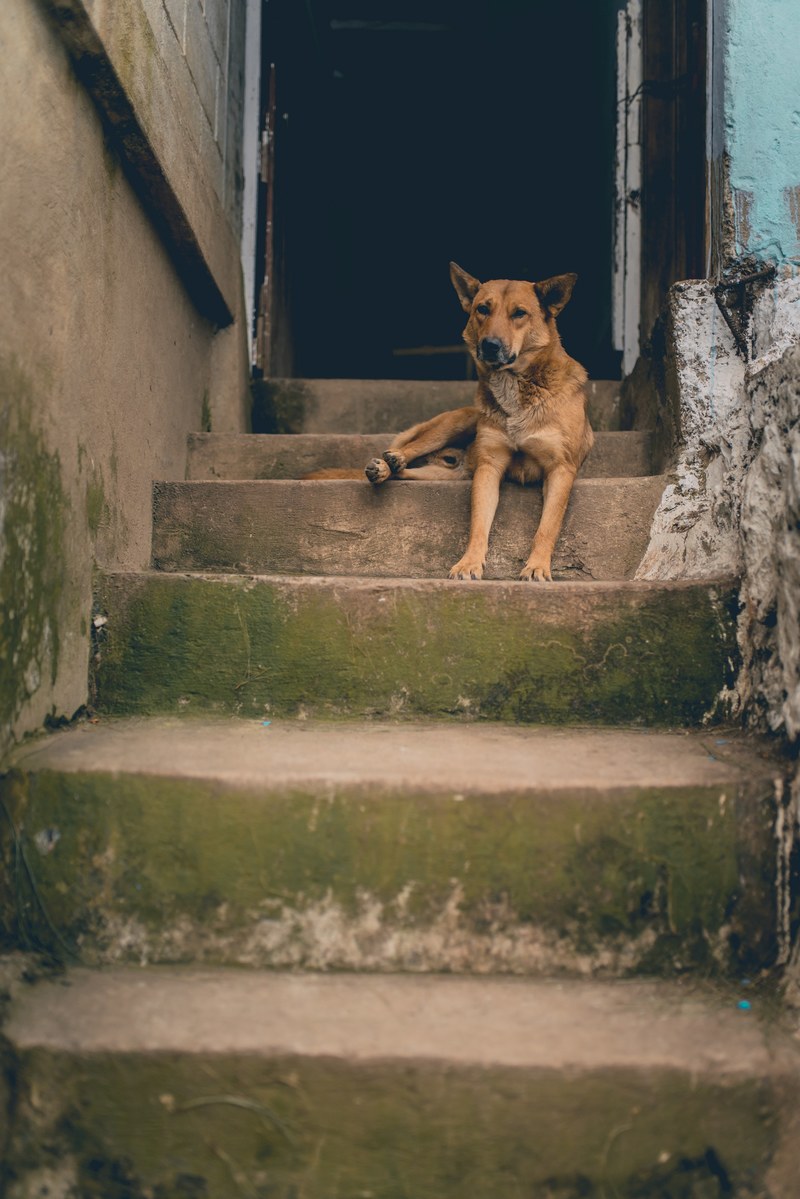 stray dog sits on old stairs in front of a doorway, dog on a stoop 4k