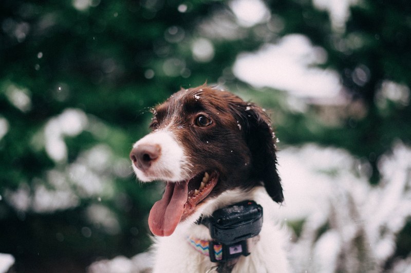 dog snow puppy and spaniel 4k