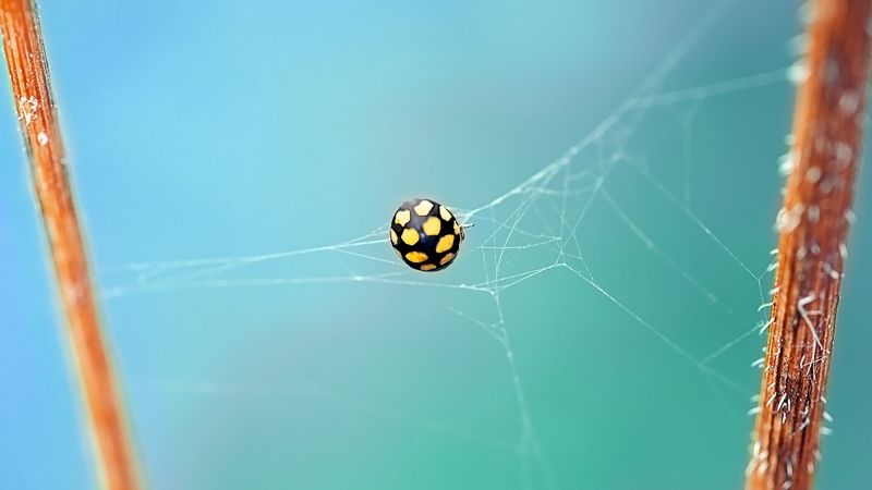 ladybug, bug, web, insect, 4k