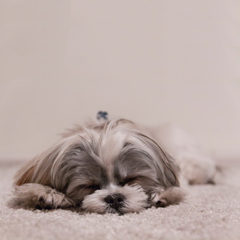 a little dog sleeping in katowice, katowice puppy 4k