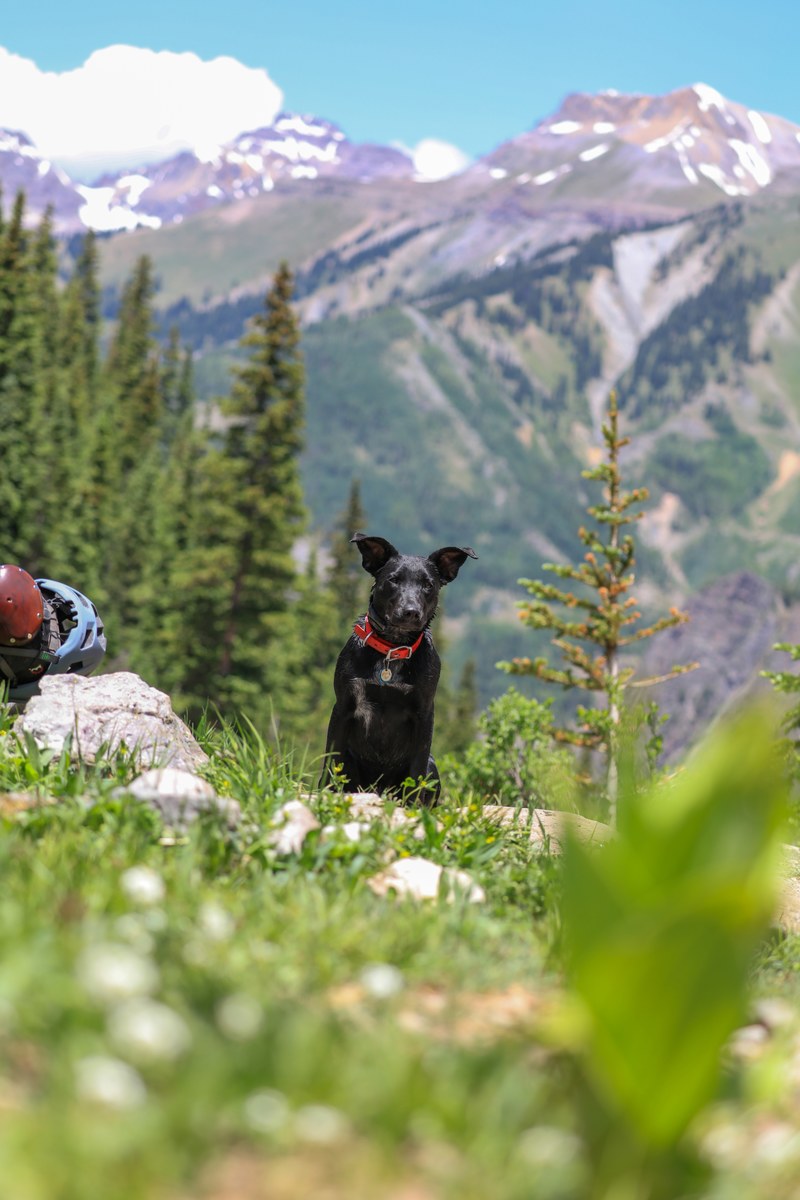 patrick hendry telluride dog run 4k