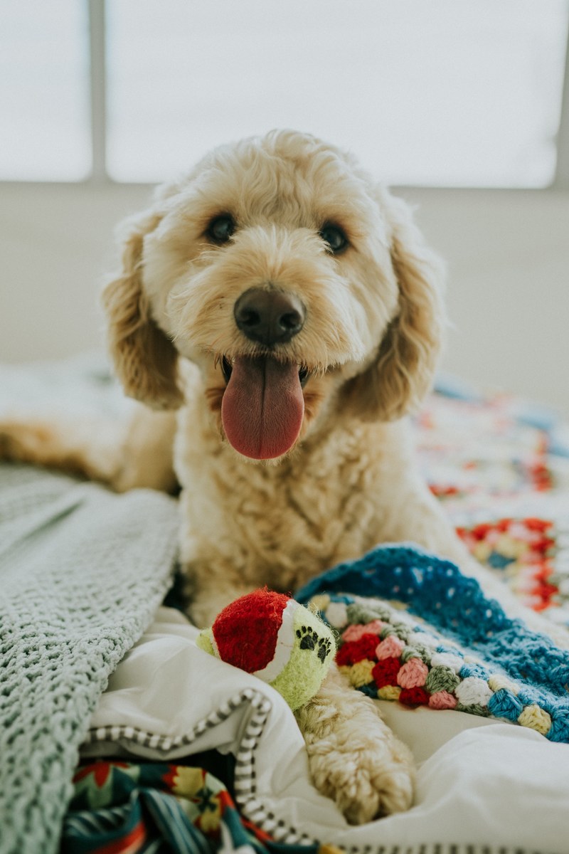 dog dog toy happy dog and cute hd, 4k