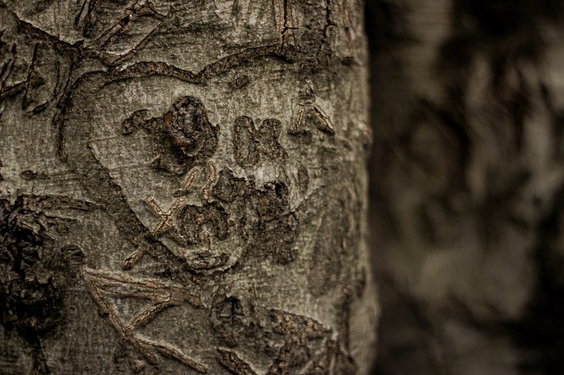 woodland nature carving and forest 4k