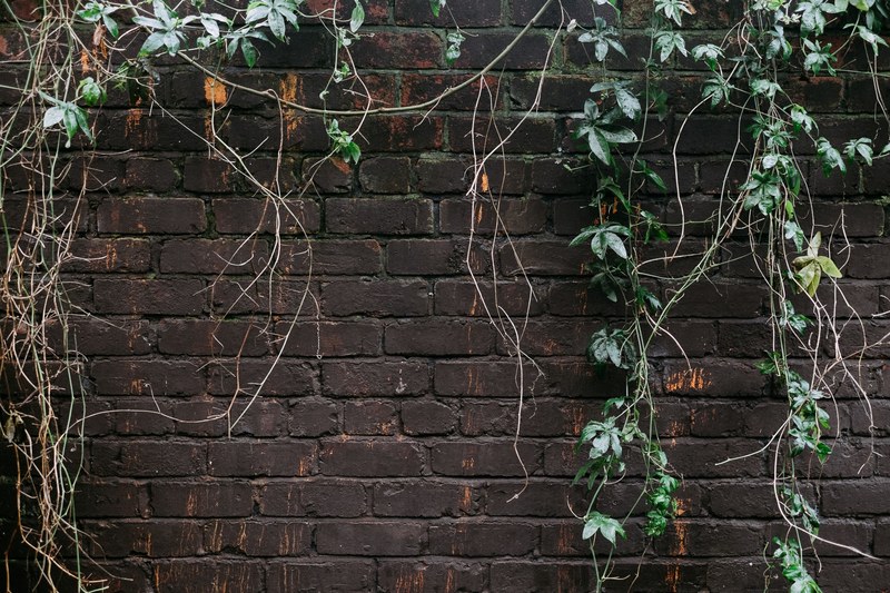 plant wall overgrown and vine 4k