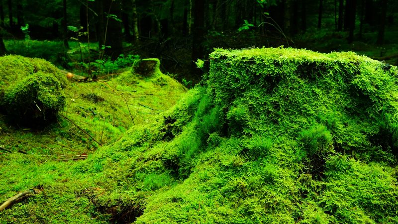 moss, grass, tree stump, wood, 4k