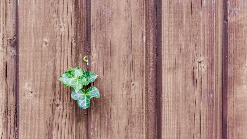 walls, fences, boards, leaves, plants, 4k